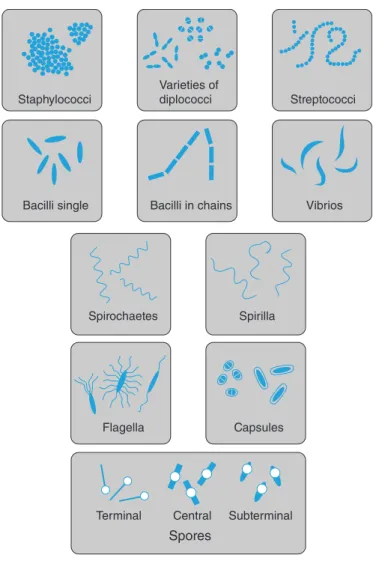 Figure 5.1  Common bacterial shapes and arrangements. (Wilson, 2003)