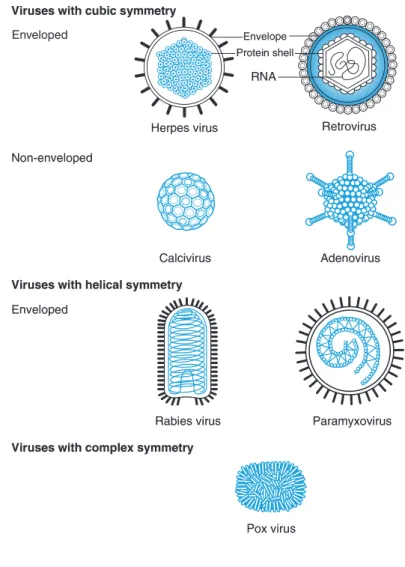 Figure 5.2  Different viral structures. (Wilson, 2003)