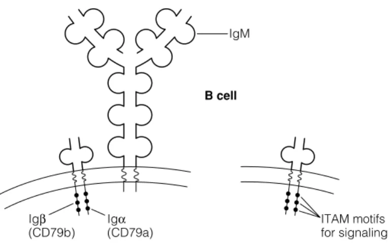Fig. 1. The B cell receptor complex (BCR).