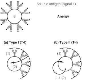 Fig. 1. Activation of B cells through T cell independent antigens. Soluble antigen interaction with the B cell antigen receptor (antibody) results in anergy (signal 1 only)