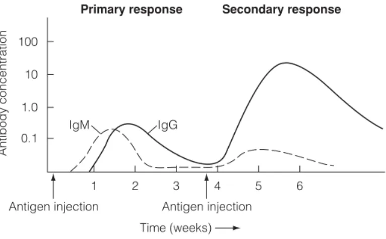 Fig. 2. Kinetics of the immune response.
