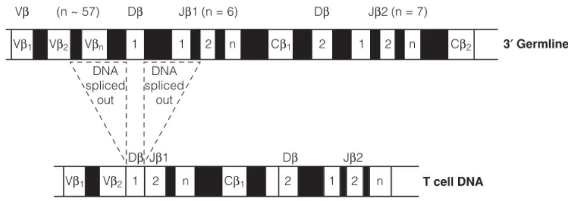 Fig. 2. V region gene for the human TCR β chain. Similar to antibody genes in B cells, T cells rearrange their TCR genes during development