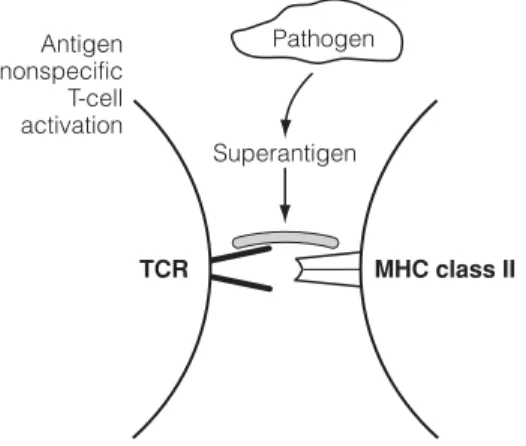 Fig. 3. Superantigen activation of T cells by bridging TCR and MHC class II.