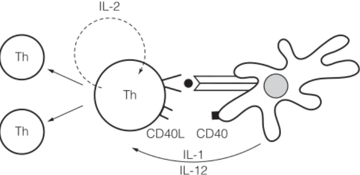 Fig. 1. Initial priming of helper T cells through dendritic cells.