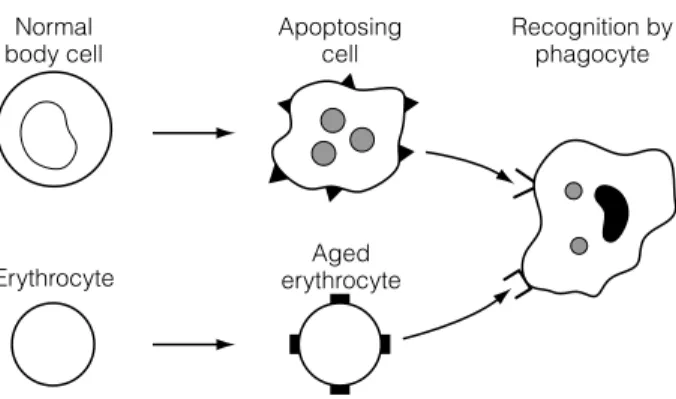 Fig. 1. Recognition of aged/damaged self cells by phagocytes.