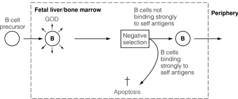 Fig. 1. Central tolerance: B cells. B cell precursors develop diverse antigen receptors (GOD)