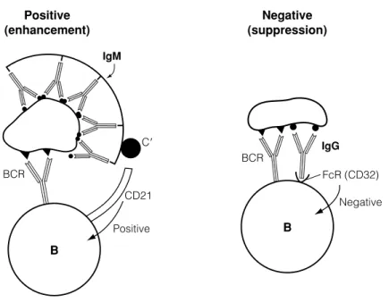 Fig. 1. Regulation of B cell activity by antibody. IgM bound to antigen recognized by the BCR ﬁxes complement which then interacts with CD21 giving a positive signal to the B cell.