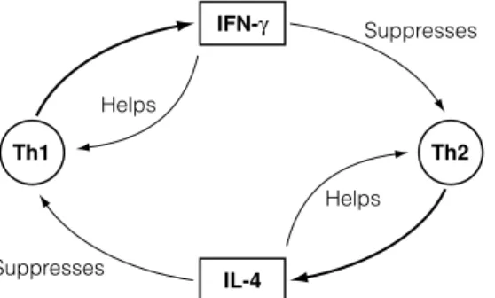 Fig. 1. Reciprocal regulation of Th1 and Th2 cells. Th1 cells release IFNg which suppresses proliferation of Th2 cells and their IL-4 production