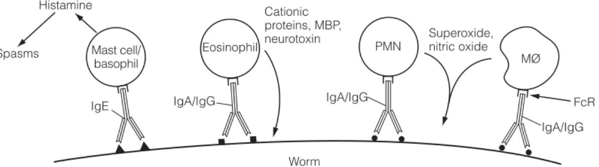 Fig. 4. Defense mechanisms against worms. Worms are usually too large to phagocytose, but coated with speciﬁc antibodies they can activate a number of ‘effector’ cells via their Fc receptor (FcR)