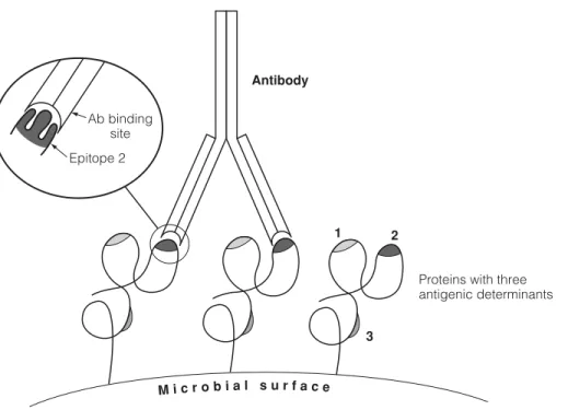 Fig. 1. Antigenic determinants (epitopes) required by antibodies.