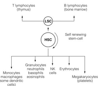 Fig. 1. Origin of blood cells (hemopoiesis); LSC, lymphoid stem cell; HSC, hemopoietic stem cell.