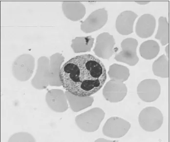Fig. 1. A polymorphonuclear cell (neutrophil) in the blood. Reproduced from Immunology 5th edn., 1998, Roitt, Brostoff and Male, with permission from Mosby.