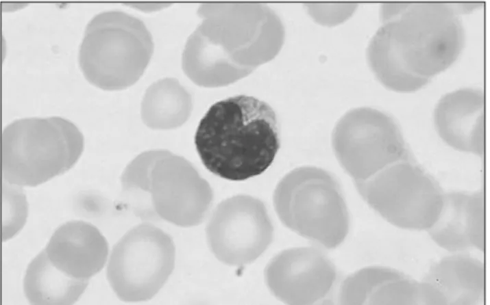 Fig. 2. A monocyte in the blood. Reproduced from Immunology 5th edn., 1998, Roitt, Brostoff and Male, with permission from Mosby.