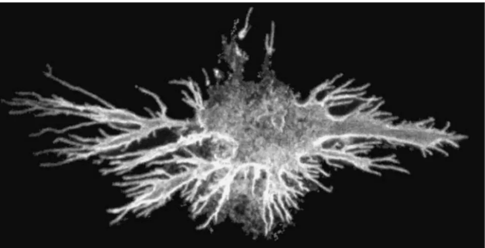 Fig. 5. Dendritic cell. Note the many membrane processes to allow interactions with lymphocytes