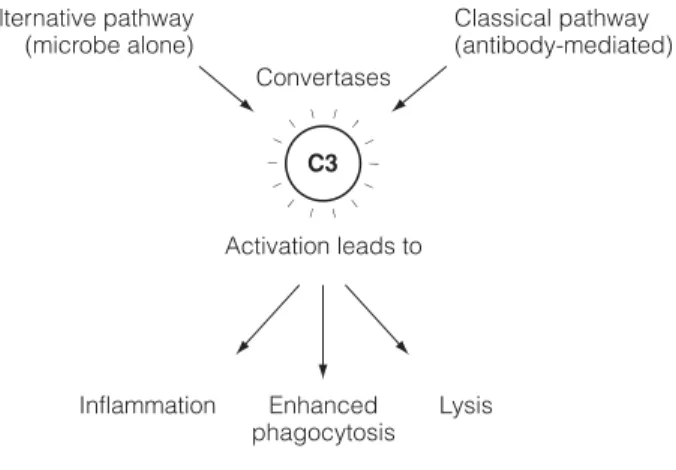 Fig. 1. The complement system.