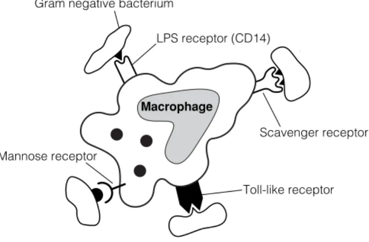 Fig. 1. Macrophage expression of receptors involved in nonself recognition.