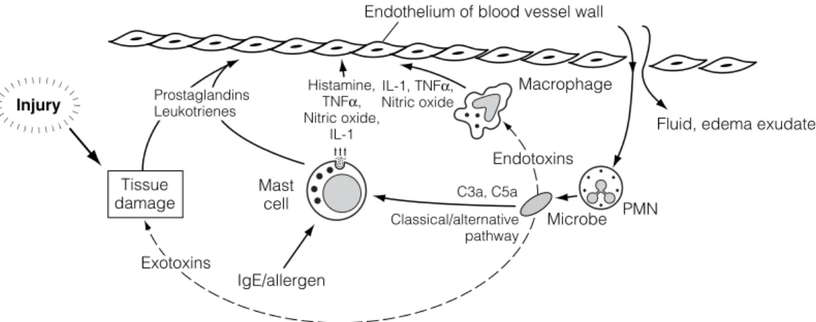 Fig. 2. The mast cell in acute inﬂammation. Microbial products or direct physical damage to blood vessels and tissues leads to release of mediators, e.g