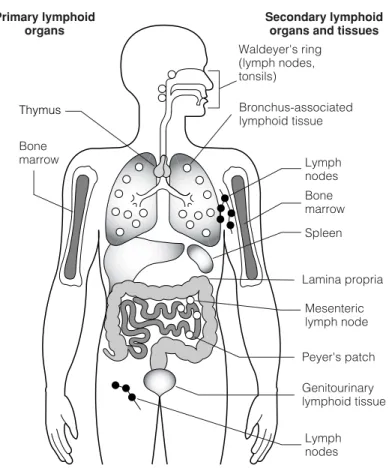 Fig. 1. Lymphoid organs and tissues. Lymphocytes produced in the primary lymphoid organs (thymus and bone marrow) migrate to the secondary organs and tissues where they respond to microbial infections