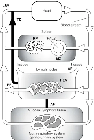 Fig. 1. Lymphocyte recirculation. Lymphocytes travel in the blood stream to the spleen where they enter the periarteriolar lymphoid sheath (PALS) via the marginal zone (MZ) and  re-enter the blood stream via the red pulp (RP)