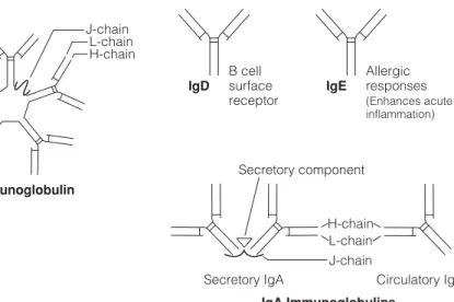 Fig. 1. Chain structures of different classes of immunoglobulins.