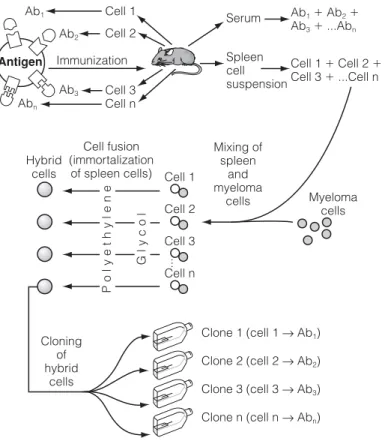 Fig. 1. Preparation of monoclonal Abs.
