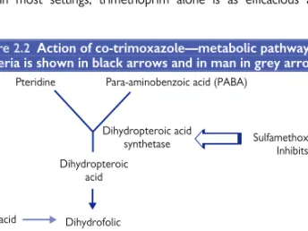 Figure 2.2  Action of co-trimoxazole—metabolic pathway in  bacteria is shown in black arrows and in man in grey arrows 