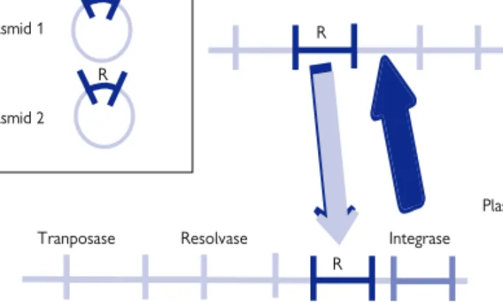 Figure 5.6  Integron resistance—poaching of resistance genes  R