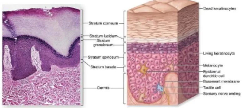 Gambar 2. 3 Lapisan-lapisan epidermis kulit tebal (Mescher., 2010)