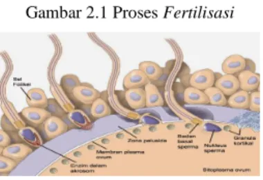 Gambar 2.1 Proses Fertilisasi 
