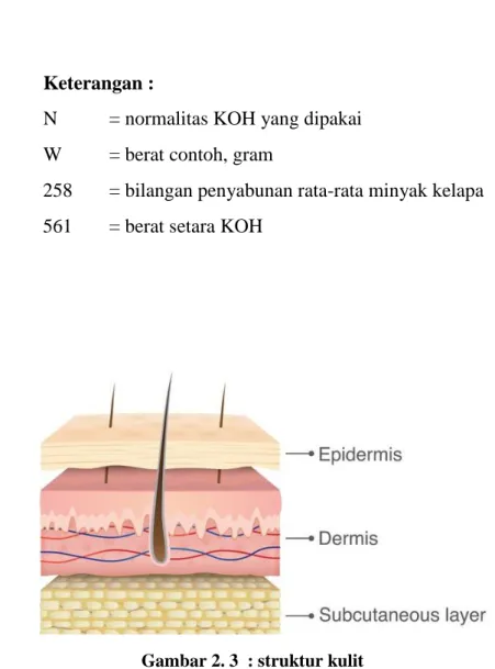 Gambar 2. 3  : struktur kulit    (sumber : Kompas.com) 