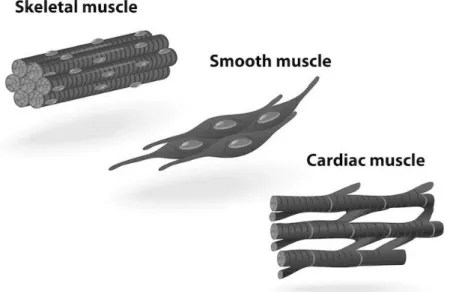 Gambar 35. Struktur Sel Otot Rangka, Otot Jantung dan Otot Polos 