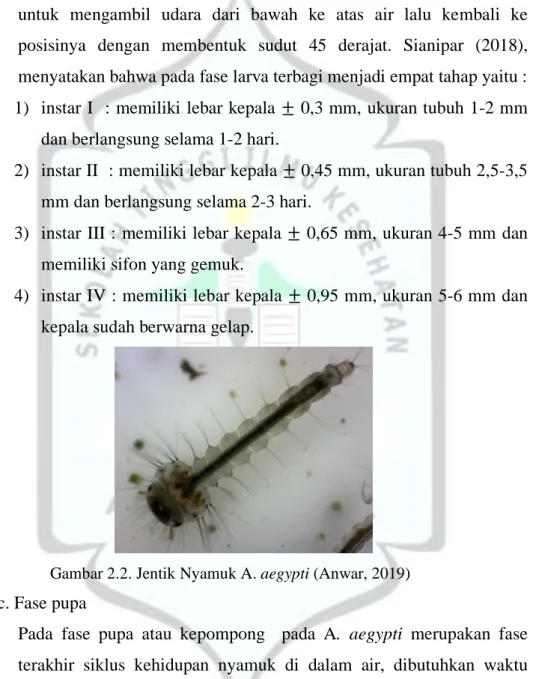 Gambar 2.2. Jentik Nyamuk A. aegypti (Anwar, 2019)  c. Fase pupa 