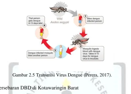 Gambar 2.5 Transmisi Virus Dengue (Perera, 2017). 