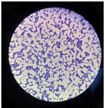 Gambar 5.1 Morfologi bakteri Staphylococcus aureus perbesaran 100x  5.9.  Aktivitas  Antibakteri  Ekstrak  Dan  Fraksinasi  Herba  Sirih  Cina 