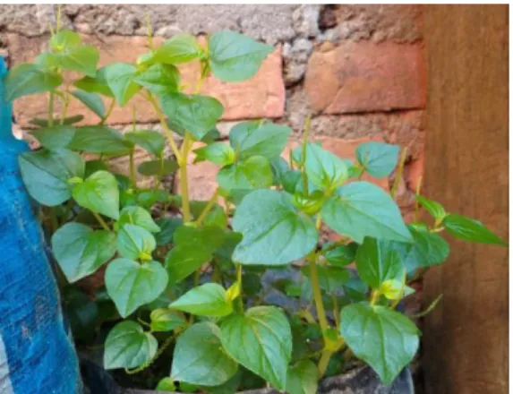 Gambar 1. Herba Sirih Cina (Peperomia pellucida)  (Sumber: Dokumentasi pribadi) 