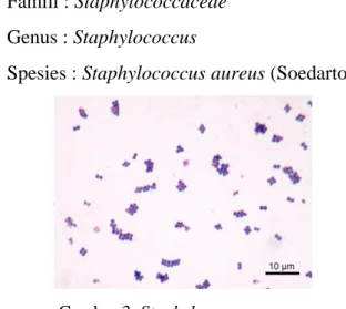 Gambar 3. Staphylococcus aureus 