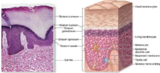 Gambar 2.5 Lapisan-lapisan epidermis kulit tebal 2. Dermis
