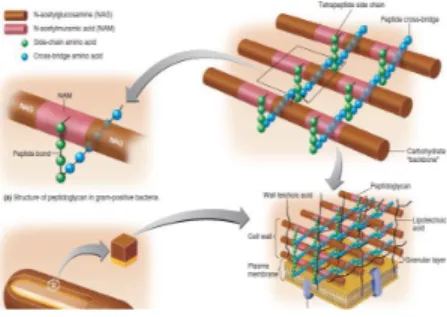 Gambar 2.6 Struktur dinding sel bakteri Staphylococus aureus