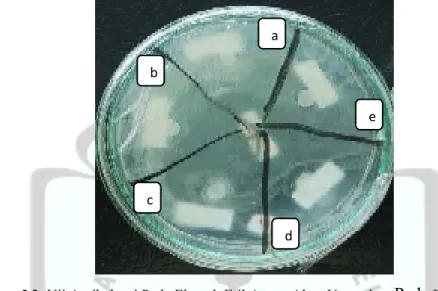     Gambar 5.3. Grafik Zona Hambat Ekstrak Etil Asetat U. cordata Terhadap E. coli. 