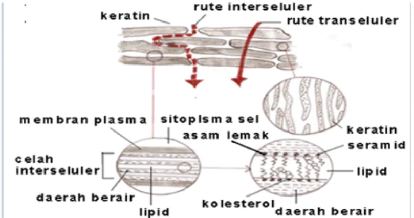Gambar 2.9  Penampang jalur penetrasi epidermal (setyawati, 2013) 