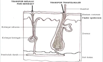 Gambar 2.10  Penampang jalur penetrasi appendageal (Setyawwati, 2013) 