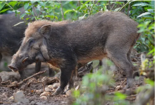 Figure 1. The Javan warty hog, Sus verrucosus, is one of Java’s critically endangered  species that is believed to exists in only one or two locations on mainland Java
