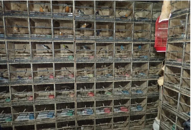 Figure 1. Jakarta’s infamous Pramuka bird market remains one of the main bird trading hubs in Southeast Asia