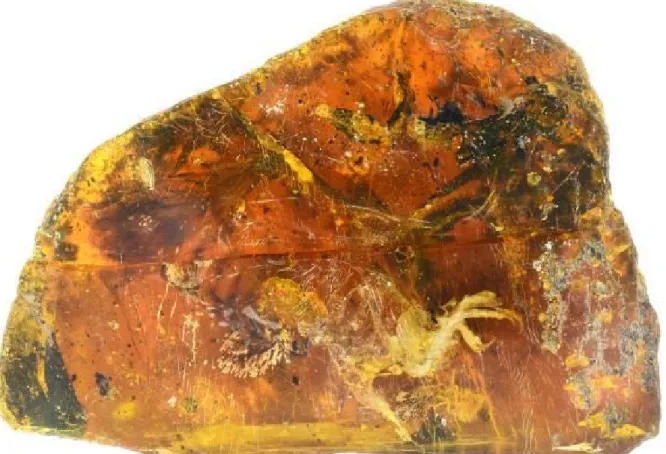 Figure 1. A 99 million year old bird encased in amber when it was just days or weeks old  ©  Elsevier/Xing  et al/Gondwana Research