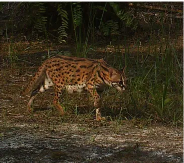 Figure 1. Leopard cat, Prionailurus bengalensis, stalking  rats  in  an  oil  palm  plantation  in  Central  Kalimantan,  Indonesia.