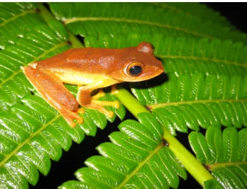 Figure 1. An adult Javan tree frog, Rhacophorus  margaritifer. The species is endemic to the Indonesian  island of Java