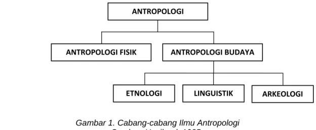 Gambar 1. Cabang-cabang Ilmu Antropologi  Sumber: Haviland, 1985. 