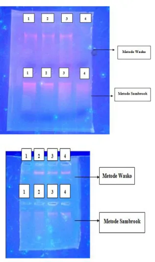 Gambar  1.  Elektroforesis  Hasil  Isolasi  DNA. 