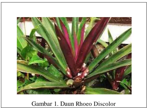 Gambar 1. Daun Rhoeo Discolor 