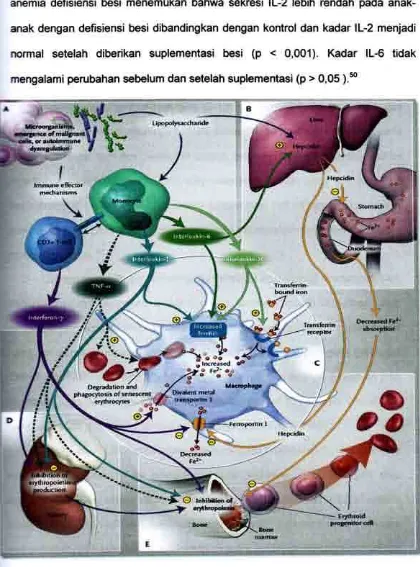 Gambar 2.5. Mekanisme patogenesis anemia penyakit kronikKdpsl